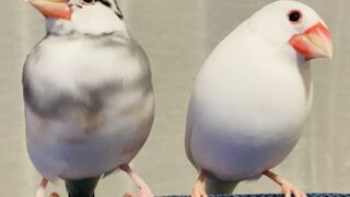 文鳥のヒナをお迎えしたら検診へ！トリコモナス症の恐怖