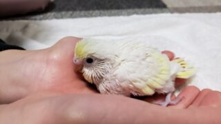 インコのヒナを指し餌から一人餌にするにするタイミングは？おすすめの移行の仕方を紹介