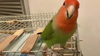 インコの飼育に保温は必須！保温アイテムや保温方法を詳しく解説