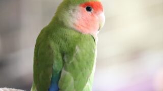 インコが死んだらどうしたらいい？安置から埋葬方法まで分かりやすく解説します